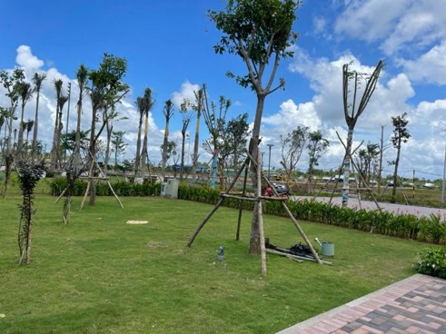 Cây Xanh Nam Mộc