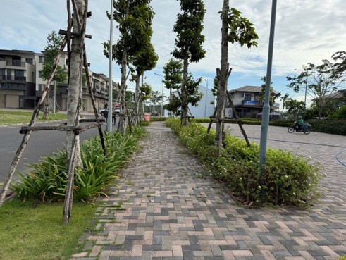 Cây Xanh Nam Mộc